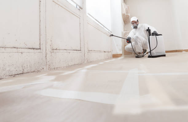 Black mold remediation team in The Plains